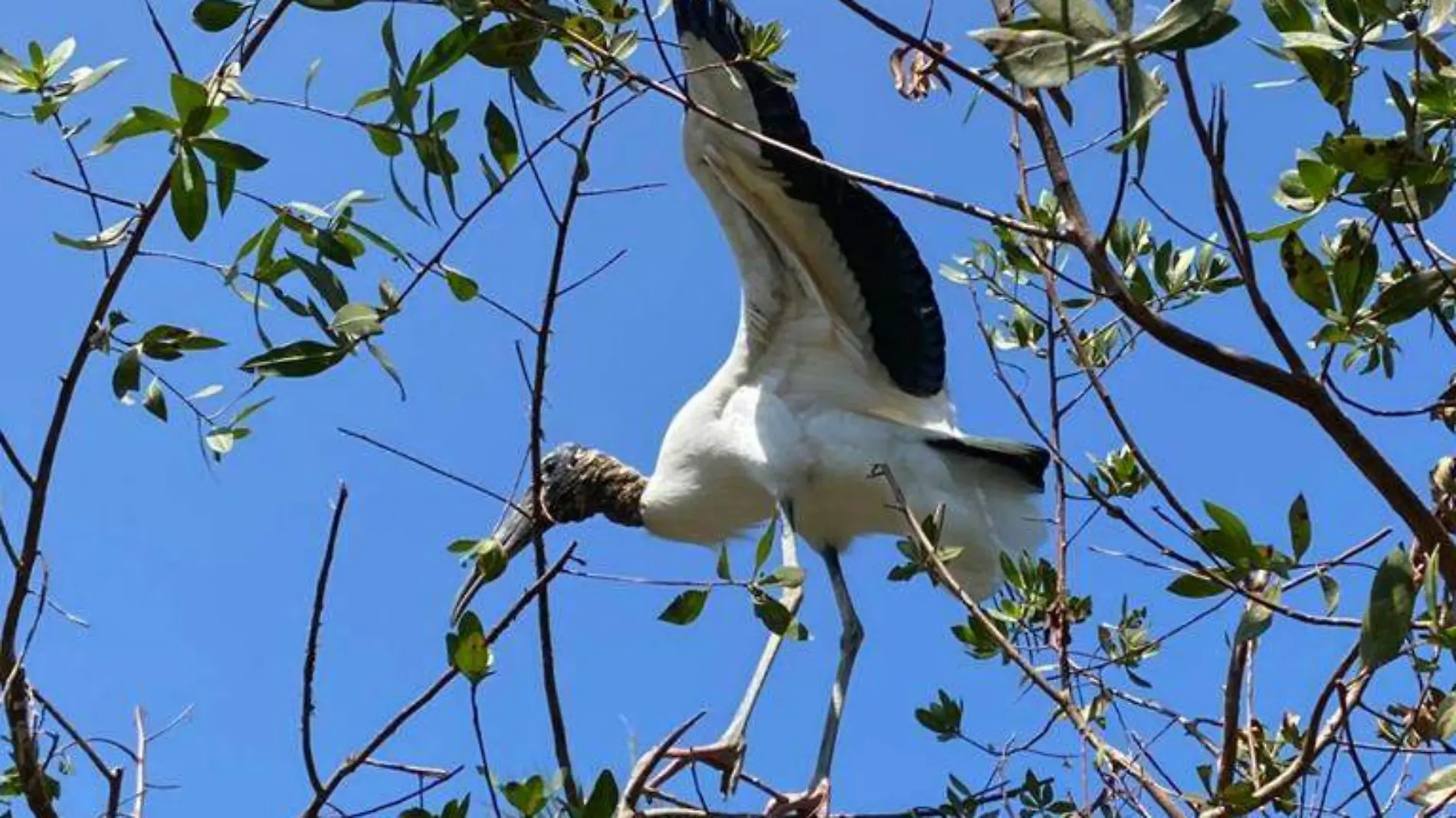 Aves Zihuatanejo